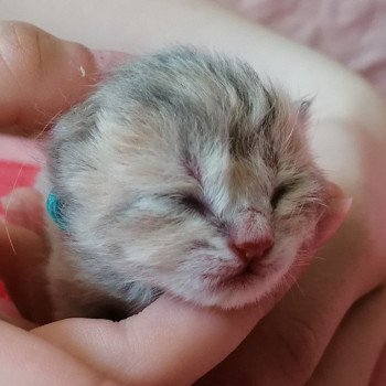chaton Highland Straight Chatterie de La Gavottine chaton Highland Straight Chatterie de La Gavottine