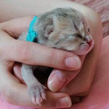 chaton Scottish Straight A1 Chatterie de La Gavottine chaton Scottish Straight A1 Chatterie de La Gavottine
