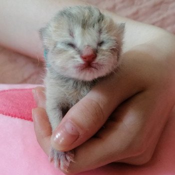 chaton Scottish Straight A1 Chatterie de La Gavottine chaton Scottish Straight A1 Chatterie de La Gavottine