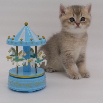 chaton Scottish Straight blue golden Arsène Chatterie de La Gavottine