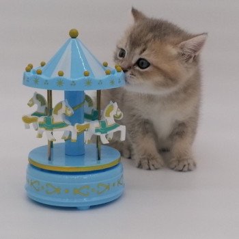 chaton Scottish Straight blue golden Arsène Chatterie de La Gavottine