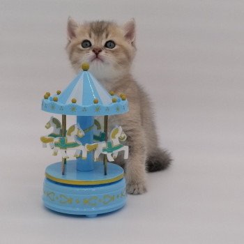 chaton Scottish Straight blue golden Arsène Chatterie de La Gavottine