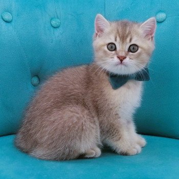 chaton Scottish Straight blue golden shaded Arsène Chatterie de La Gavottine