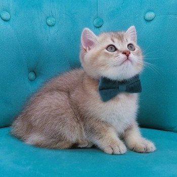 chaton Scottish Straight blue golden shaded Arsène Chatterie de La Gavottine