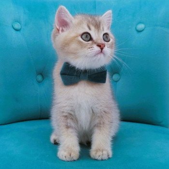 chaton Scottish Straight blue golden shaded Arsène Chatterie de La Gavottine