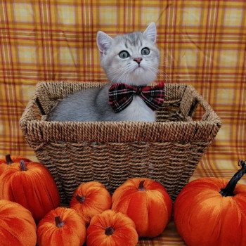 chaton Scottish Straight blue golden shaded Arsène Chatterie de La Gavottine