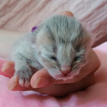 chaton Scottish Straight Chatterie de La Gavottine chaton Scottish Straight Chatterie de La Gavottine