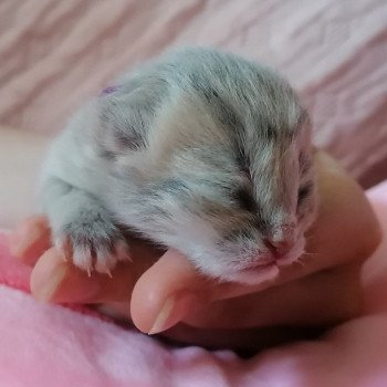 chaton Scottish Straight Chatterie de La Gavottine chaton Scottish Straight Chatterie de La Gavottine