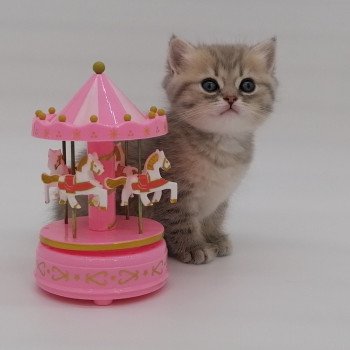 chaton Scottish Straight blue golden spotted tabby Aglaé Chatterie de La Gavottine