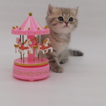 chaton Scottish Straight blue golden spotted tabby Aglaé Chatterie de La Gavottine