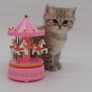 chaton Scottish Straight blue golden spotted tabby Aglaé Chatterie de La Gavottine