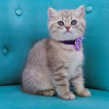 chaton Scottish Straight blue golden spotted tabby Aglaé Chatterie de La Gavottine