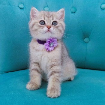 chaton Scottish Straight blue golden spotted tabby Aglaé Chatterie de La Gavottine