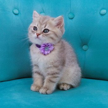 chaton Scottish Straight blue golden spotted tabby Aglaé Chatterie de La Gavottine