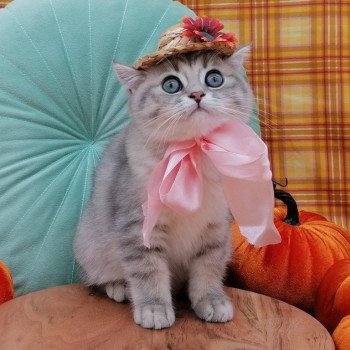 chaton Scottish Straight blue golden spotted tabby Aglaé Chatterie de La Gavottine