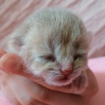 chaton Scottish Straight Chatterie de La Gavottine chaton Scottish Straight Chatterie de La Gavottine