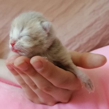 chaton Scottish Straight lilac golden A4 Chatterie de La Gavottine chaton Scottish Straight lilac golden A4 Chatterie de La Gavottine