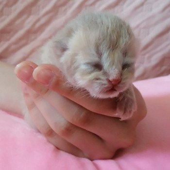 chaton Scottish Straight lilac golden A4 Chatterie de La Gavottine chaton Scottish Straight lilac golden A4 Chatterie de La Gavottine