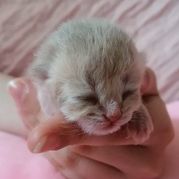chaton Scottish Straight lilac golden A4 Chatterie de La Gavottine chaton Scottish Straight lilac golden A4 Chatterie de La Gavottine