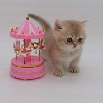 chaton Scottish Straight lilac golden Agatha Chatterie de La Gavottine