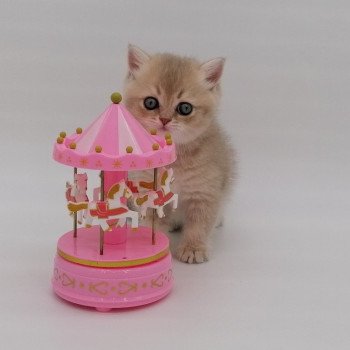 chaton Scottish Straight lilac golden Agatha Chatterie de La Gavottine