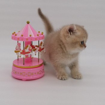 chaton Scottish Straight lilac golden Agatha Chatterie de La Gavottine