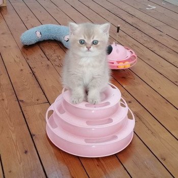 chaton Scottish Straight lilac golden Agatha Chatterie de La Gavottine