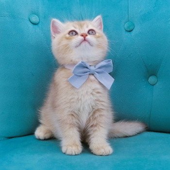 chaton Scottish Straight lilac golden shaded Agatha Chatterie de La Gavottine