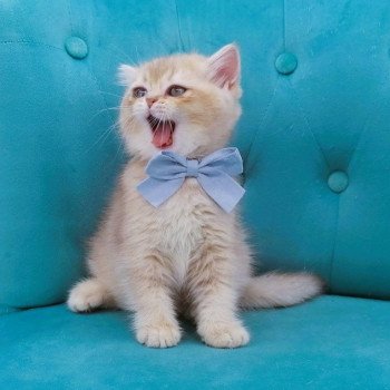 chaton Scottish Straight lilac golden shaded Agatha Chatterie de La Gavottine