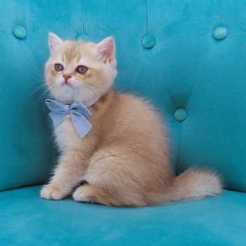 chaton Scottish Straight lilac golden shaded Agatha Chatterie de La Gavottine