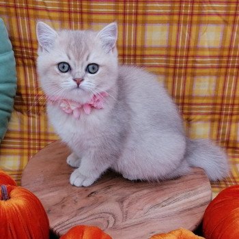 chaton Scottish Straight lilac golden shaded Agatha Chatterie de La Gavottine