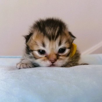 chaton Highland Straight brown spotted tabby Chatterie de La Gavottine