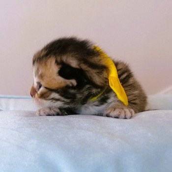 chaton Highland Straight black golden spotted tabby Allegro Chatterie de La Gavottine