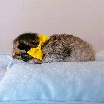 chaton Highland Straight black golden spotted tabby Allegro Chatterie de La Gavottine