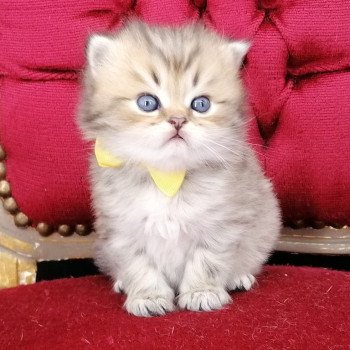 chaton Highland Straight black golden spotted tabby Allegro Chatterie de La Gavottine chaton Highland Straight black golden spotted tabby Allegro Chatterie de La Gavottine