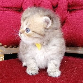 chaton Highland Straight black golden spotted tabby Allegro Chatterie de La Gavottine chaton Highland Straight black golden spotted tabby Allegro Chatterie de La Gavottine