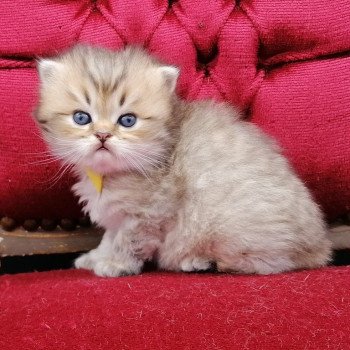 chaton Highland Straight black golden spotted tabby Allegro Chatterie de La Gavottine chaton Highland Straight black golden spotted tabby Allegro Chatterie de La Gavottine