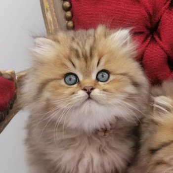 chaton Highland Straight brown spotted tabby Allegro Chatterie de La Gavottine