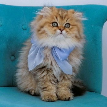 chaton Highland Straight brown spotted tabby Archibald Chatterie de La Gavottine