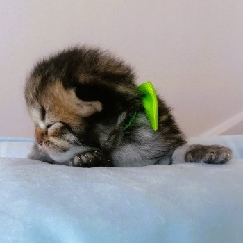 chaton Highland Straight brown spotted tabby Chatterie de La Gavottine