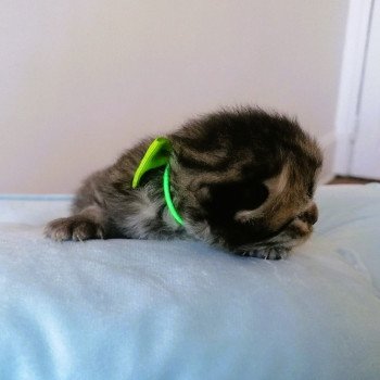 chaton Highland Straight black golden spotted tabby Adagio Chatterie de La Gavottine