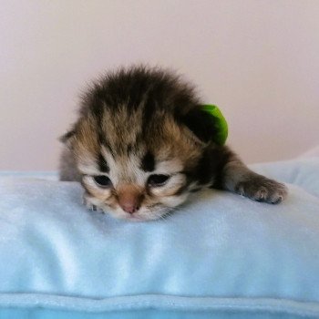 chaton Highland Straight black golden spotted tabby Adagio Chatterie de La Gavottine