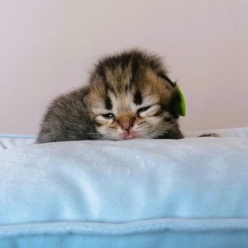 chaton Highland Straight black golden spotted tabby Adagio Chatterie de La Gavottine
