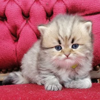 chaton Highland Straight black golden spotted tabby Adagio Chatterie de La Gavottine chaton Highland Straight black golden spotted tabby Adagio Chatterie de La Gavottine