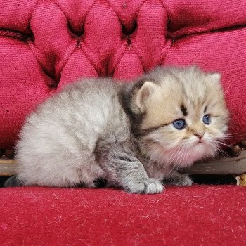 chaton Highland Straight black golden spotted tabby Adagio Chatterie de La Gavottine chaton Highland Straight black golden spotted tabby Adagio Chatterie de La Gavottine