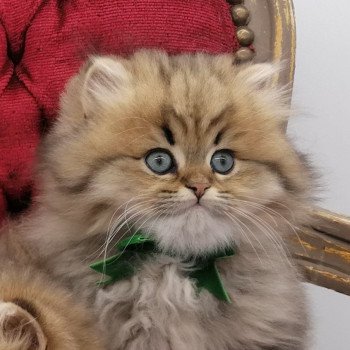 chaton Highland Straight brown spotted tabby Adagio Chatterie de La Gavottine