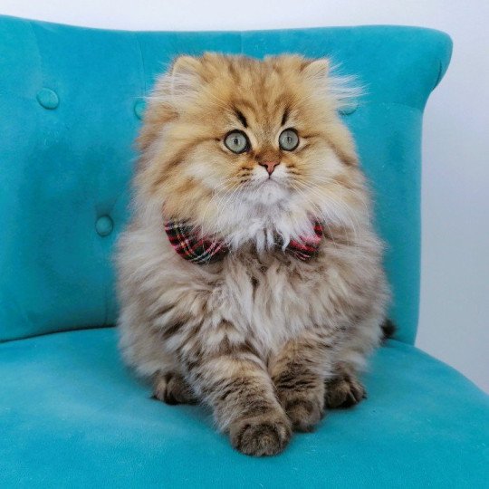 Adagio de La Gavottine Mâle Highland Straight