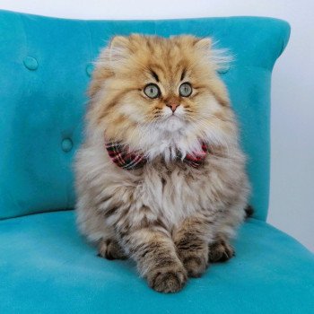 chaton Highland Straight brown spotted tabby Adagio Chatterie de La Gavottine