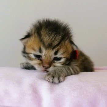 chaton Highland Straight brown spotted tabby Chatterie de La Gavottine