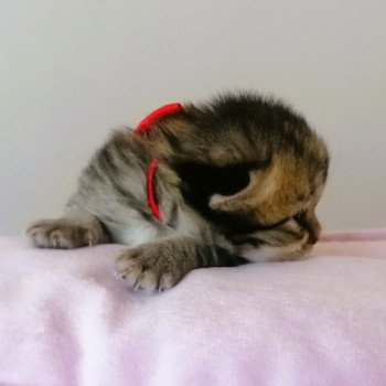 chaton Highland Straight black golden spotted tabby Aria Chatterie de La Gavottine